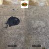 Carpet Repair for Paint Spills in Mesa