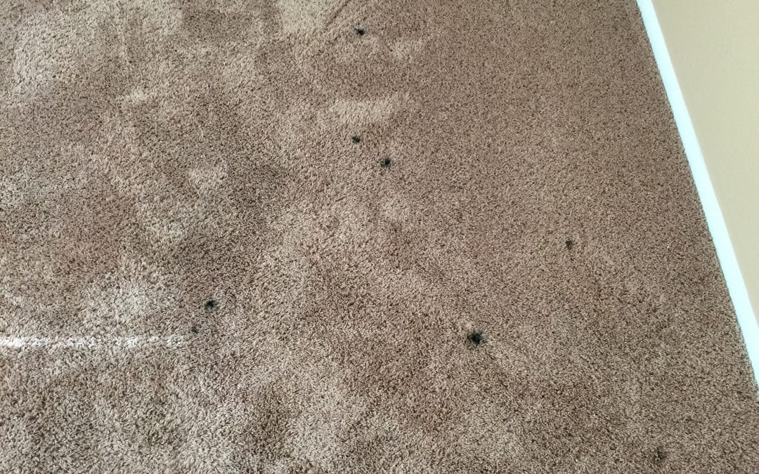Carpet Repair Job in Phoenix