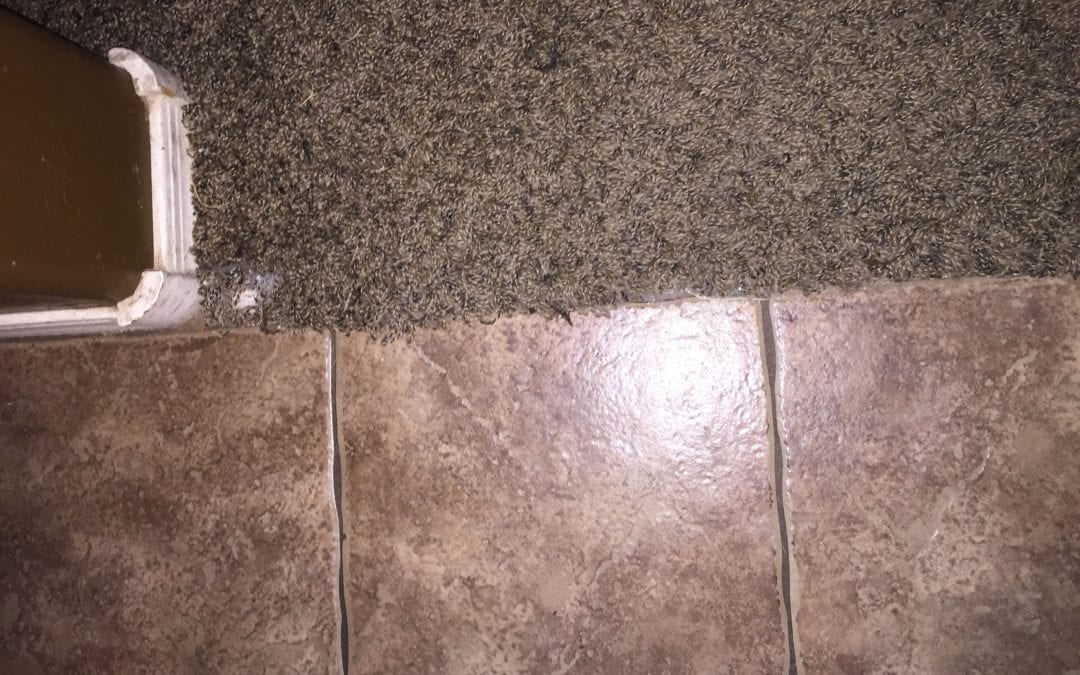 Repairing Pet Damage in Queen Creek