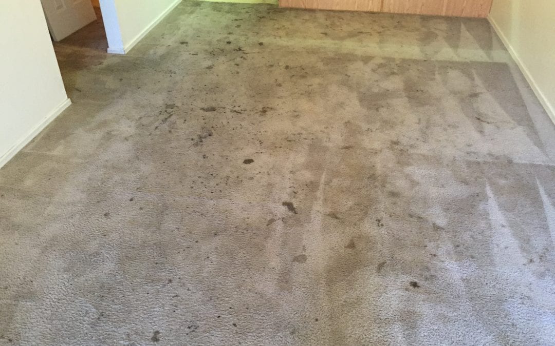 Restorative Carpet Cleaning: Glendale, AZ
