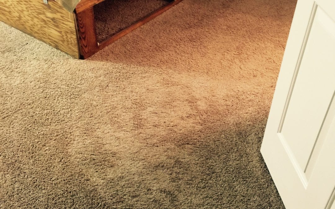 Cleaning Carpets in Peoria