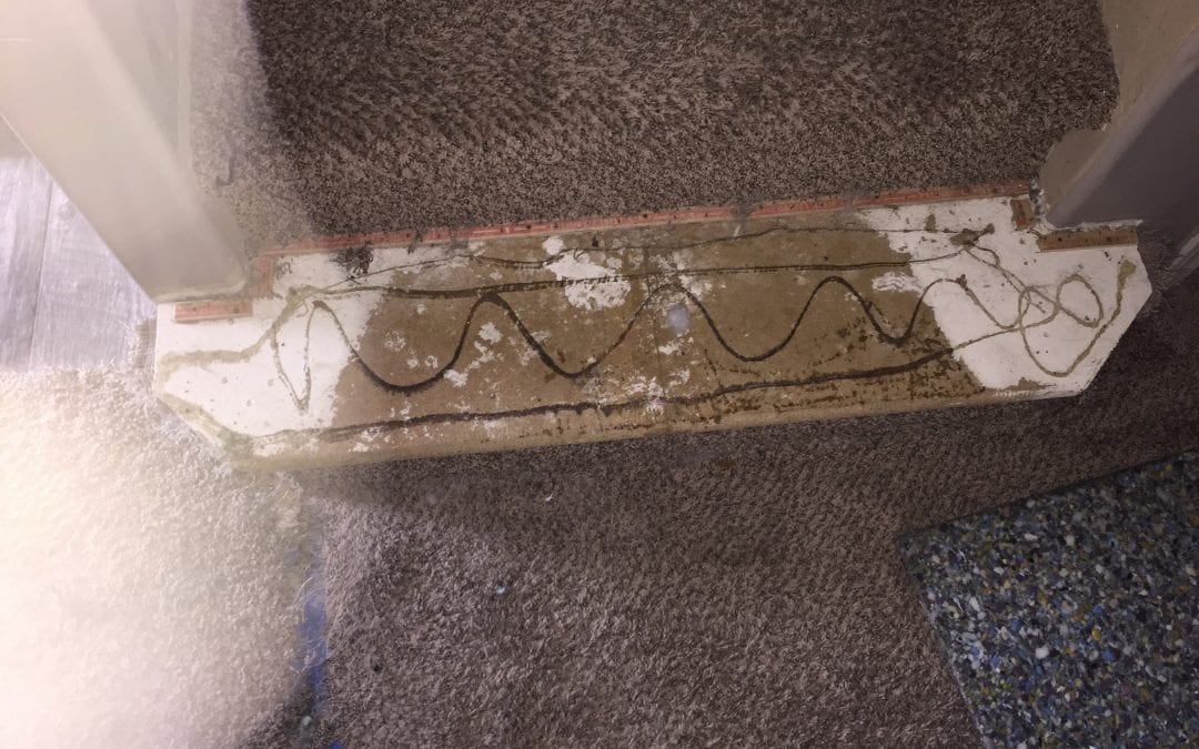 Pet Damage: Carpet Repair in Chandler