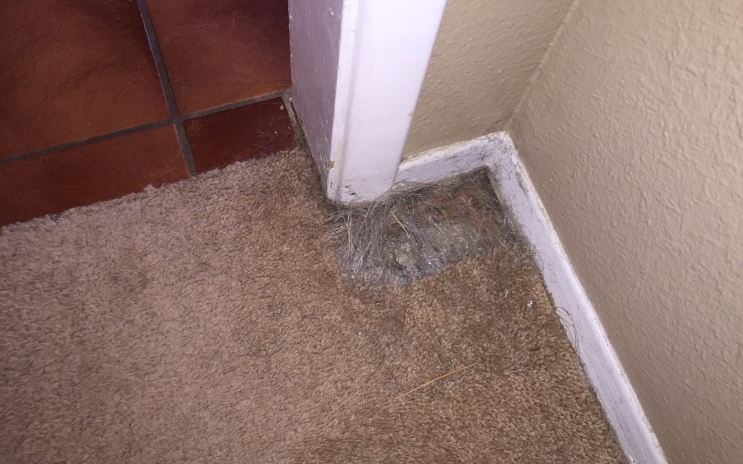 Carpet Repair: Pet Damage in Glendale, AZ