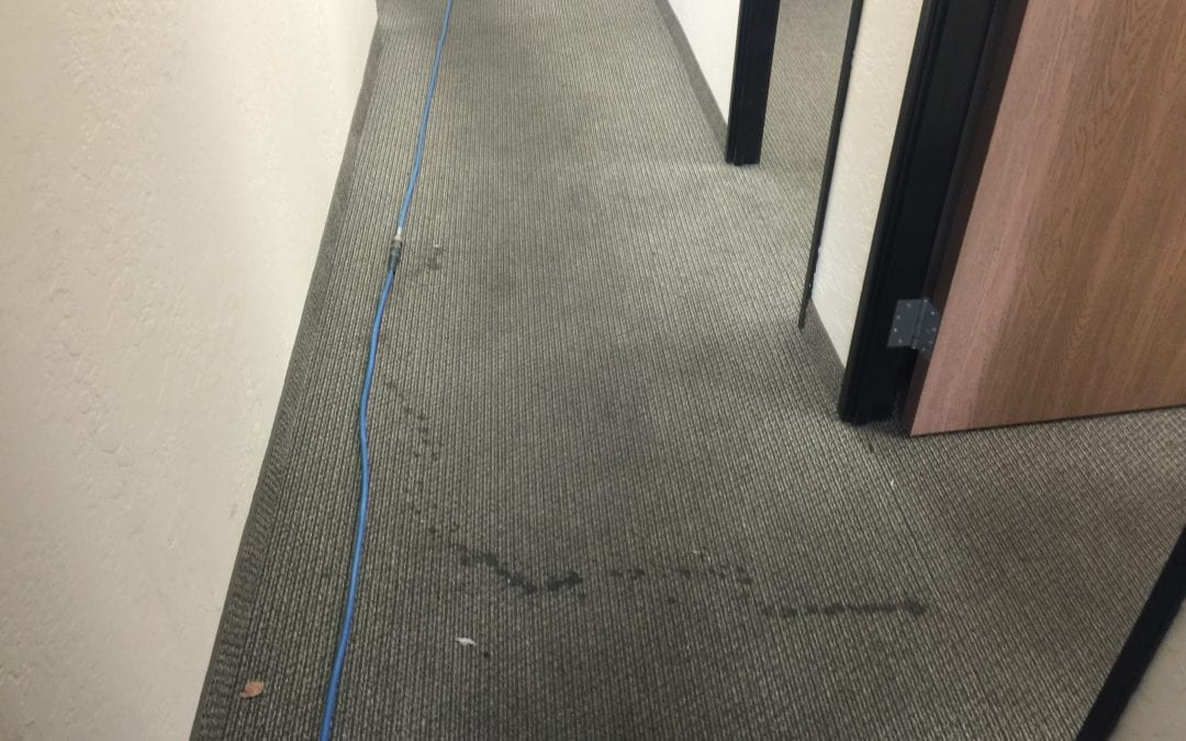 Carpet Cleaning in Phoenix, AZ