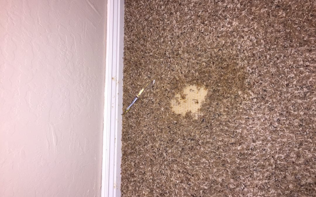 Pet Damage: Carpet Repair in Mesa, AZ