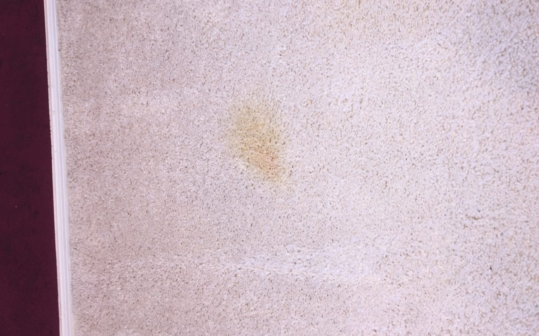 Phoenix, AZ: Removing Spots on Carpet
