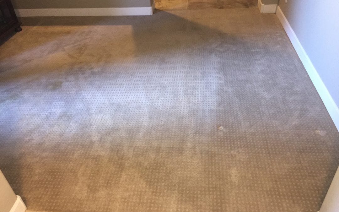 Carpet Cleaning in the East Valley