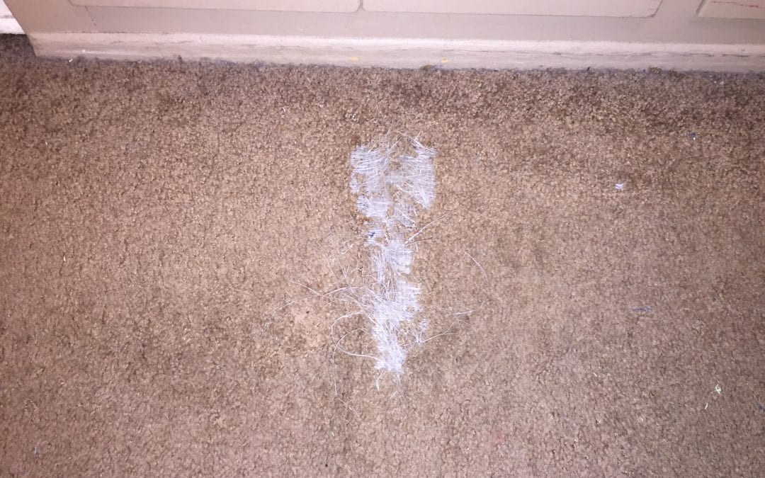 Phoenix Carpet Repair for Pet Damage