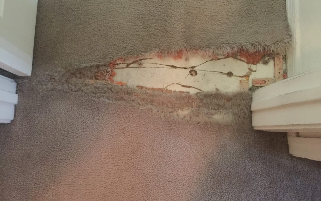 Doorway: Repairing Pet Damage in Phoenix, AZ