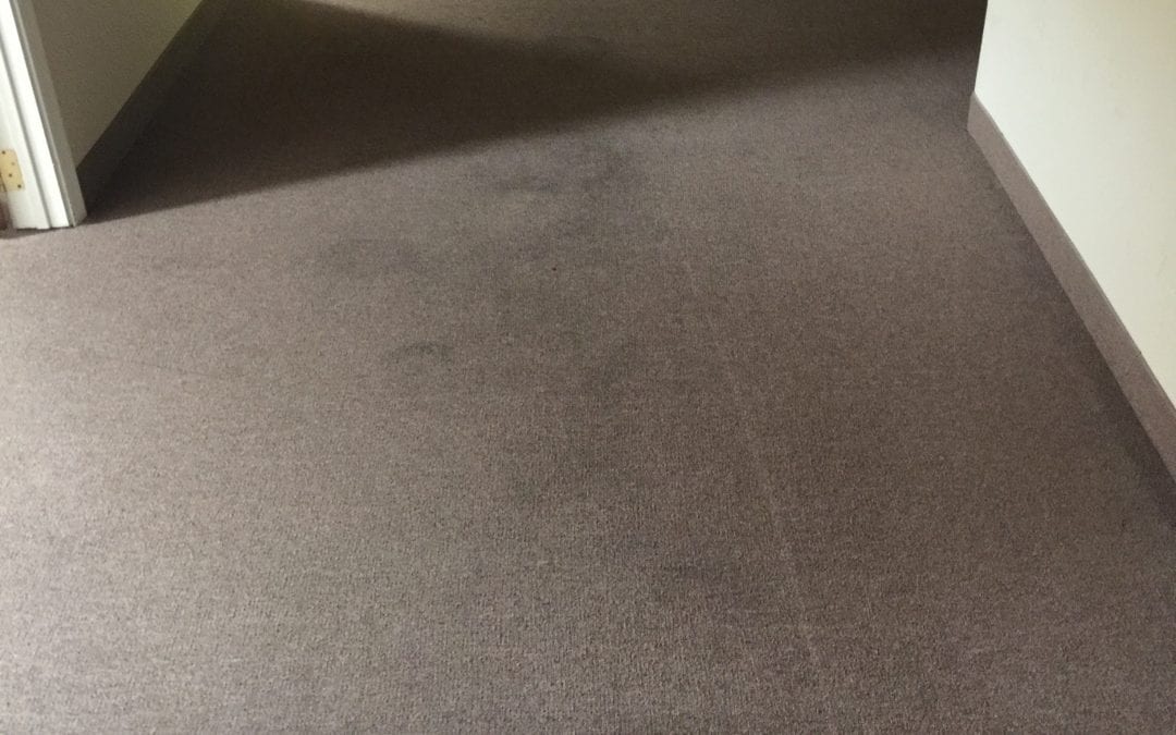 Carpet Cleaning Service in Mesa, AZ