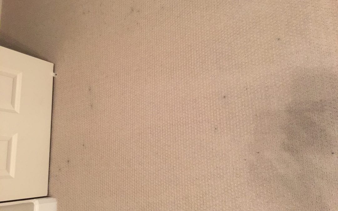 West Valley: Carpet Cleaning in Goodyear, AZ