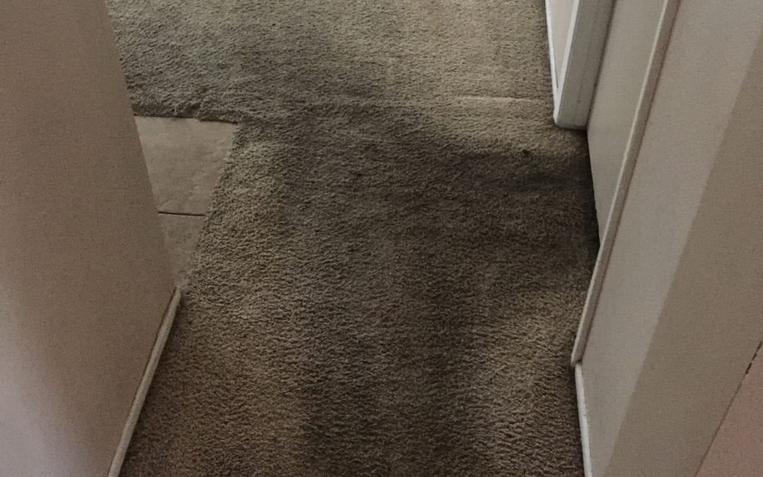 Mesa, AZ: Carpet Cleaning in the West Valley