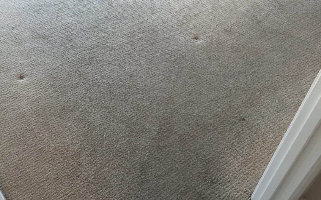 Carpet Cleaning Service in Phoenix, AZ