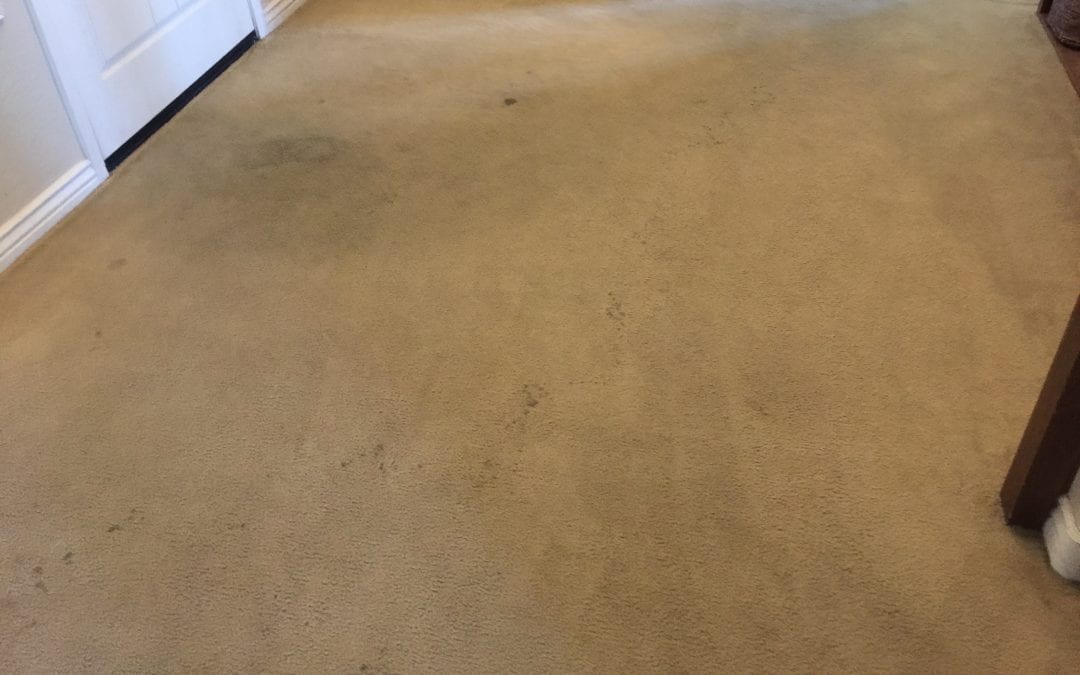 Goodyear, AZ: Carpet Cleaning