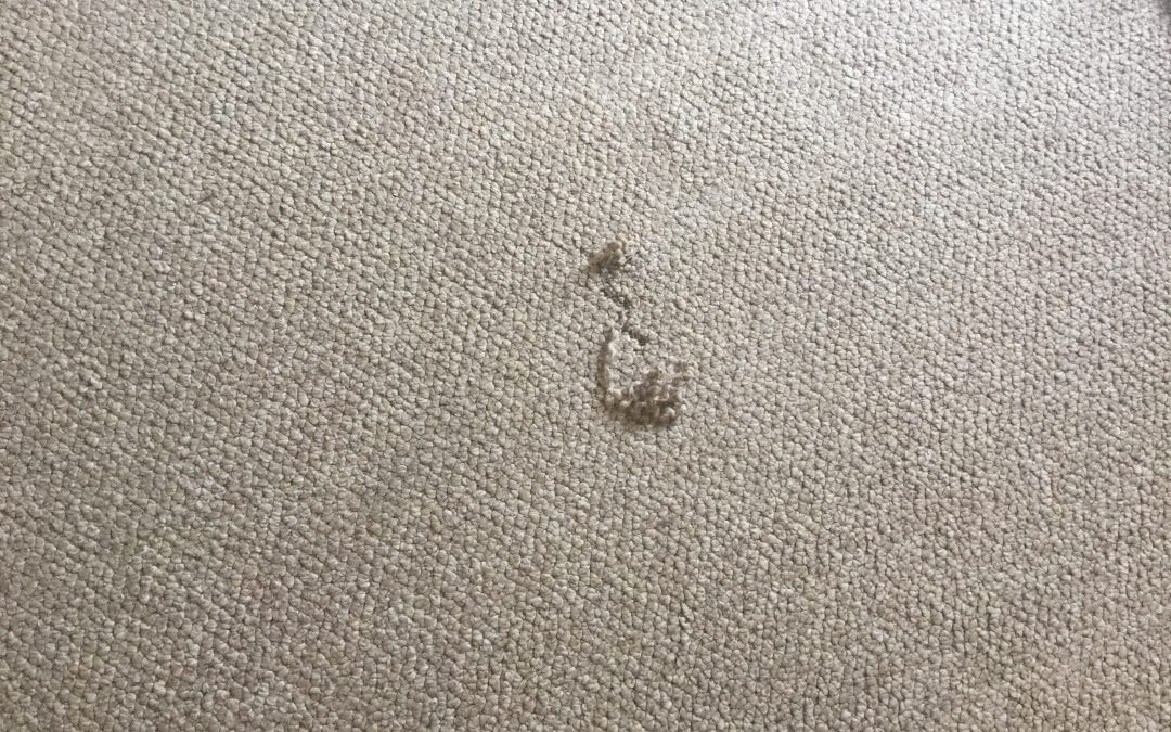 Phoenix, AZ: Berber Carpet Repair