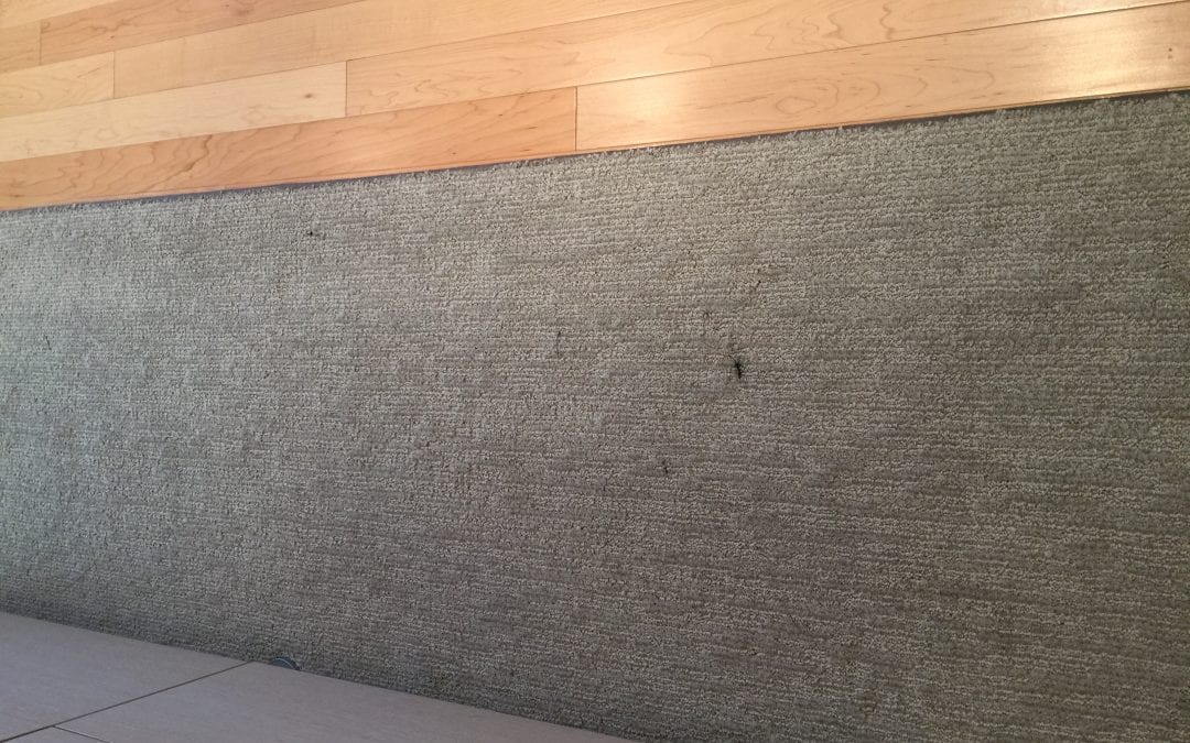 Paradise Valley, AZ: Carpet Cleaning