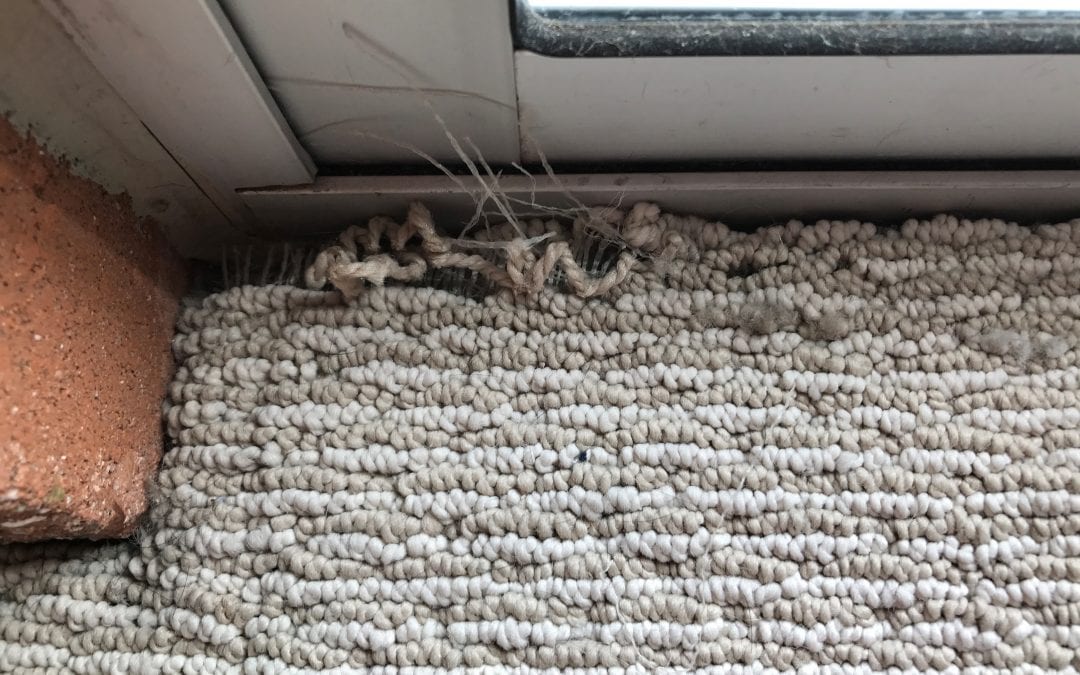 Phoenix, AZ: Carpet Cleaning