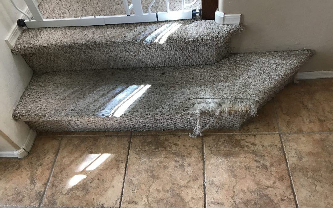 Phoenix, AZ: Carpet Repair