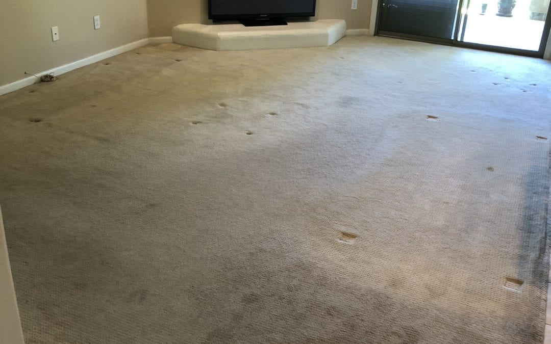 Mesa, AZ: Carpet Cleaning