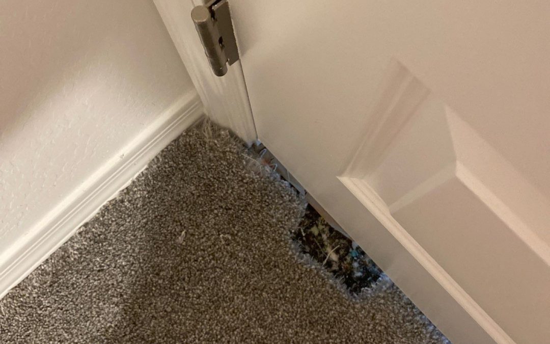 Revitalize Your Floors: Mesa Carpet Repair & Cleaning