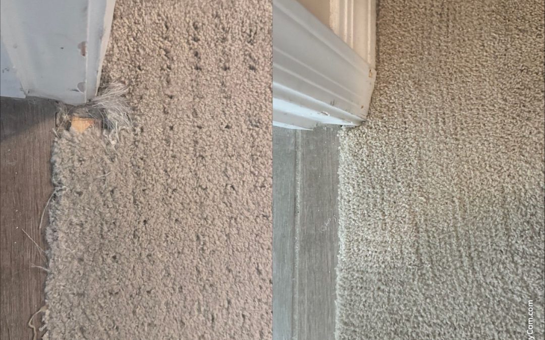 Restoring Carpets with Pet Damage
