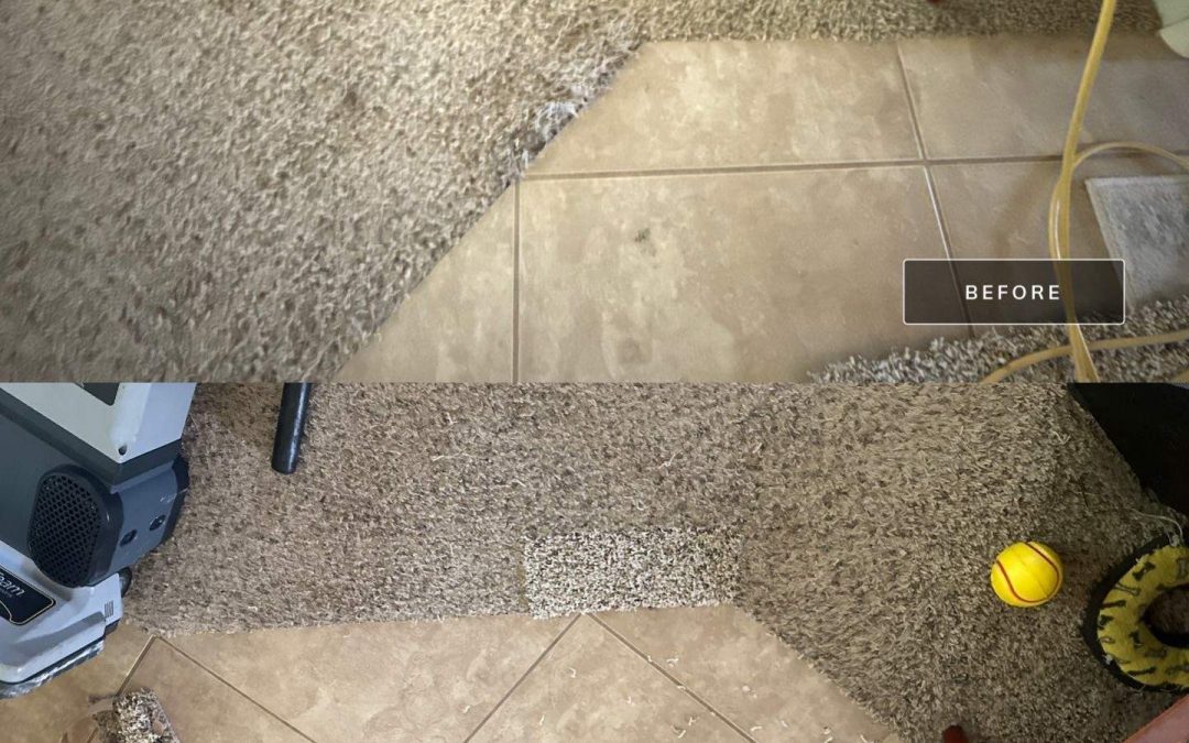 Professional Carpet Repair for Pet Damage in Mesa, AZ