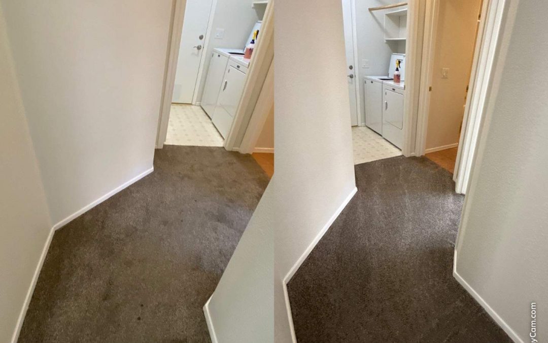 Mesa Carpet Repair & Cleaning: Professional Carpet Cleaning Services in Mesa, AZ