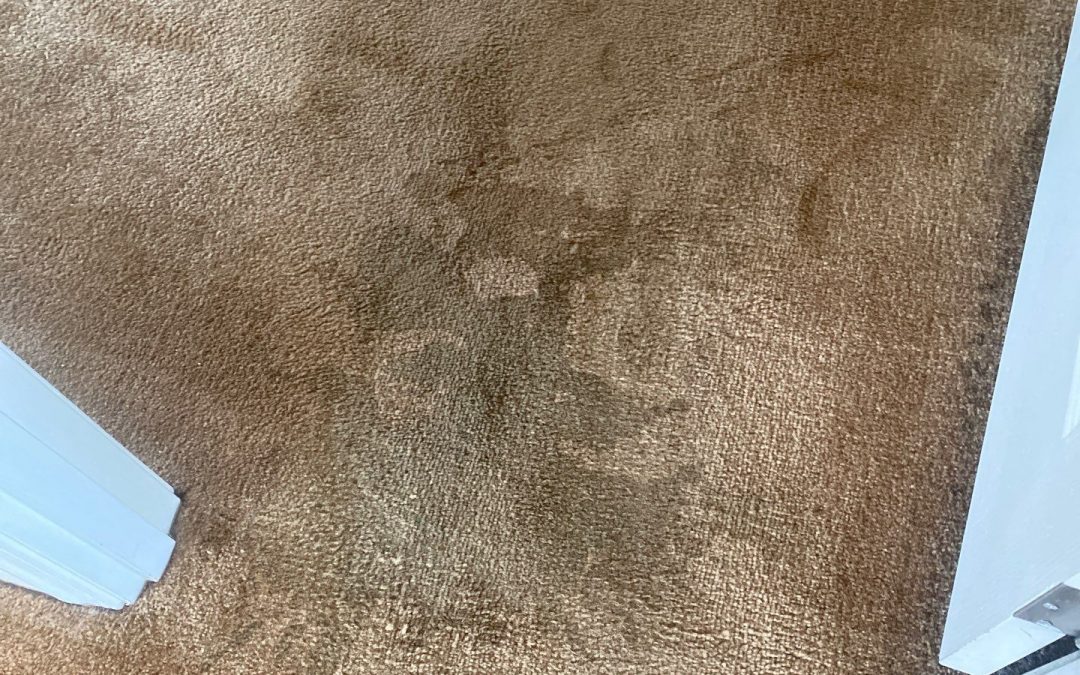 How to Handle Food and Drink Spills on Your Carpet